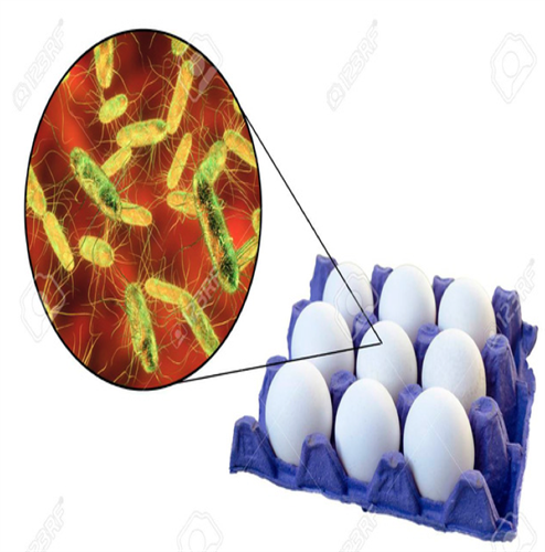 NGUY CƠ NHIỄM KHUẨN SALMONELLA TỪ TRỨNG